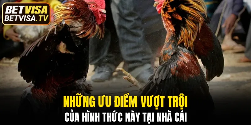 Đá Gà Thomo - Trải Nghiệm Hấp Dẫn Với Chiến Kê Đỉnh Cao 6 4 điểm nổi bật giúp đá đòn trở nên khác biệt