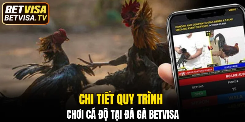 Chi tiết quy trình chơi cá độ tại đá gà BETVISA