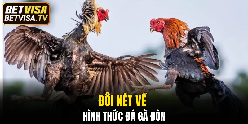 Đá Gà Thomo - Trải Nghiệm Hấp Dẫn Với Chiến Kê Đỉnh Cao 5 Đá gà đòn - Nét đặc sắc truyền thống hiện nay