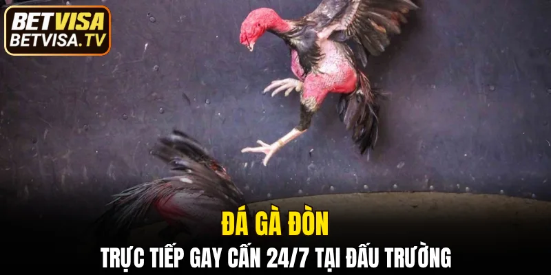 Đá Gà Đòn - Siêu Phẩm Vượt Trội Hấp Dẫn Tại BETVISA 2025 1 đá gà đòn