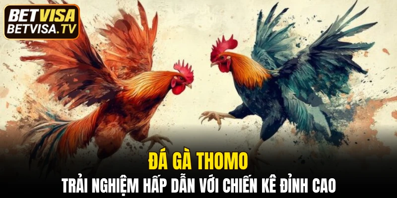 Đá Gà Thomo - Trải Nghiệm Hấp Dẫn Với Chiến Kê Đỉnh Cao 2 đá gà Thomo