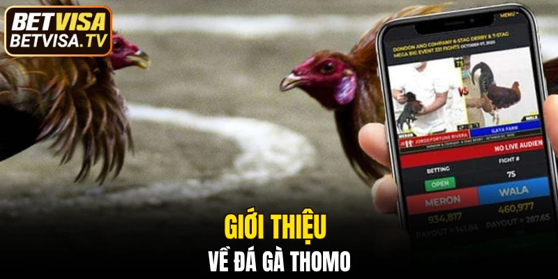 Đá Gà Đòn - Siêu Phẩm Vượt Trội Hấp Dẫn Tại BETVISA 2025 5 Giới thiệu về đá gà Thomo
