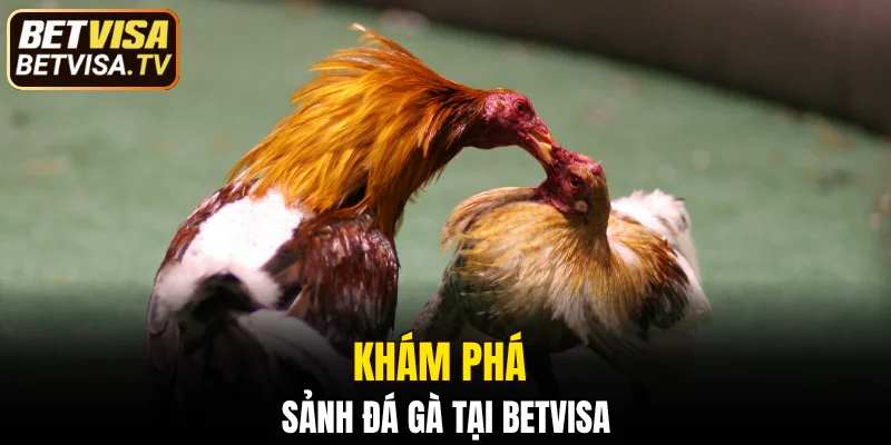 Khám phá sảnh đá gà tại BETVISA