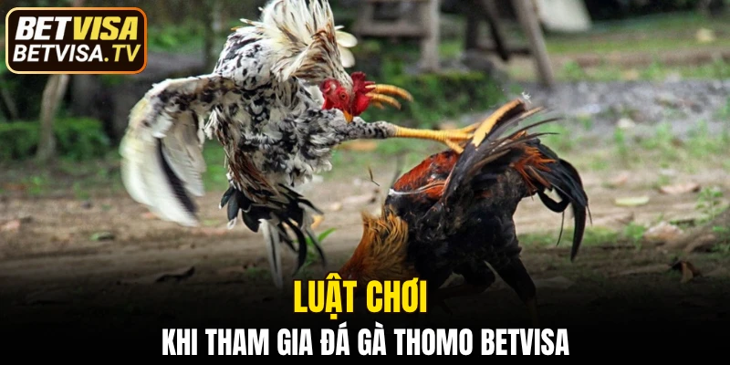 Đá Gà Đòn - Siêu Phẩm Vượt Trội Hấp Dẫn Tại BETVISA 2025 6 Luật chơi khi tham gia đá gà Thomo BETVISA