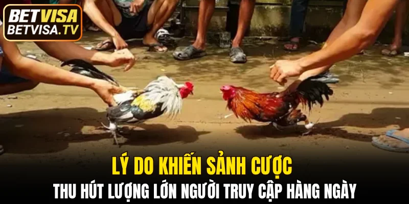 Lý do khiến sảnh cược thu hút lượng lớn người truy cập hàng ngày